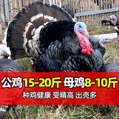 青铜火鸡种蛋受精蛋可孵化小鸡尼古拉火鸡蛋受精卵新鲜现发保受精