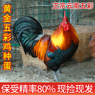 纯种黄金五彩鸡种蛋受精蛋可孵化怒晴鸡脱温鸡活苗受精卵红腹锦鸡