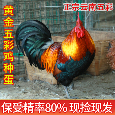 黄金五彩脱温鸡可孵化种蛋受精蛋