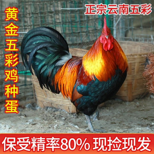 黄金五彩脱温鸡可孵化种蛋受精蛋