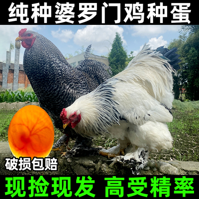 582人评论：婆罗门种蛋受精率高
