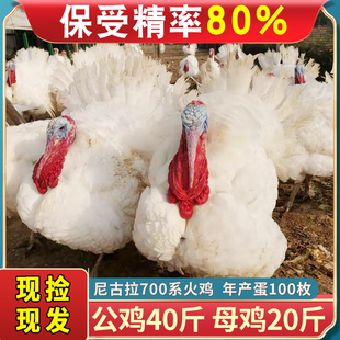 大型火鸡种蛋受精蛋可孵化纯种尼古拉700系受精蛋火鸡活苗包活