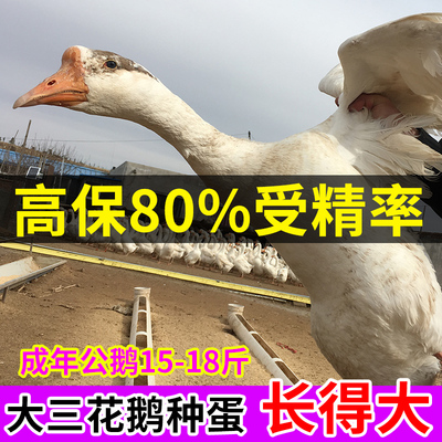 纯种大三花鹅蛋种蛋受精蛋可孵化五龙鹅东北大白鹅种蛋可孵受精蛋