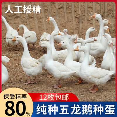 五龙鹅蛋种蛋豁眼鹅蛋种蛋受精蛋可孵化12枚包邮东北大三花鹅种蛋
