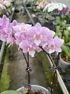 樱兰3.0蝴蝶兰趣味蝶花剑苗香味好闻室内鲜花绿植盆栽