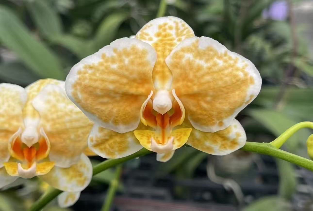黄金城堡蝴蝶兰2.5寸杯苗无花剑室内鲜花绿植盆栽花卉