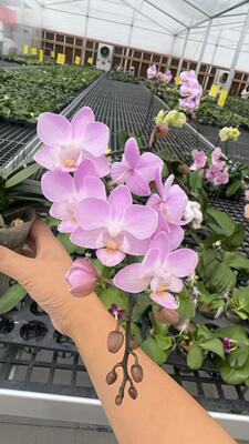 sogo樱花公主蝴蝶兰3.0寸杯苗无花剑刚换盆不久根系刚出来