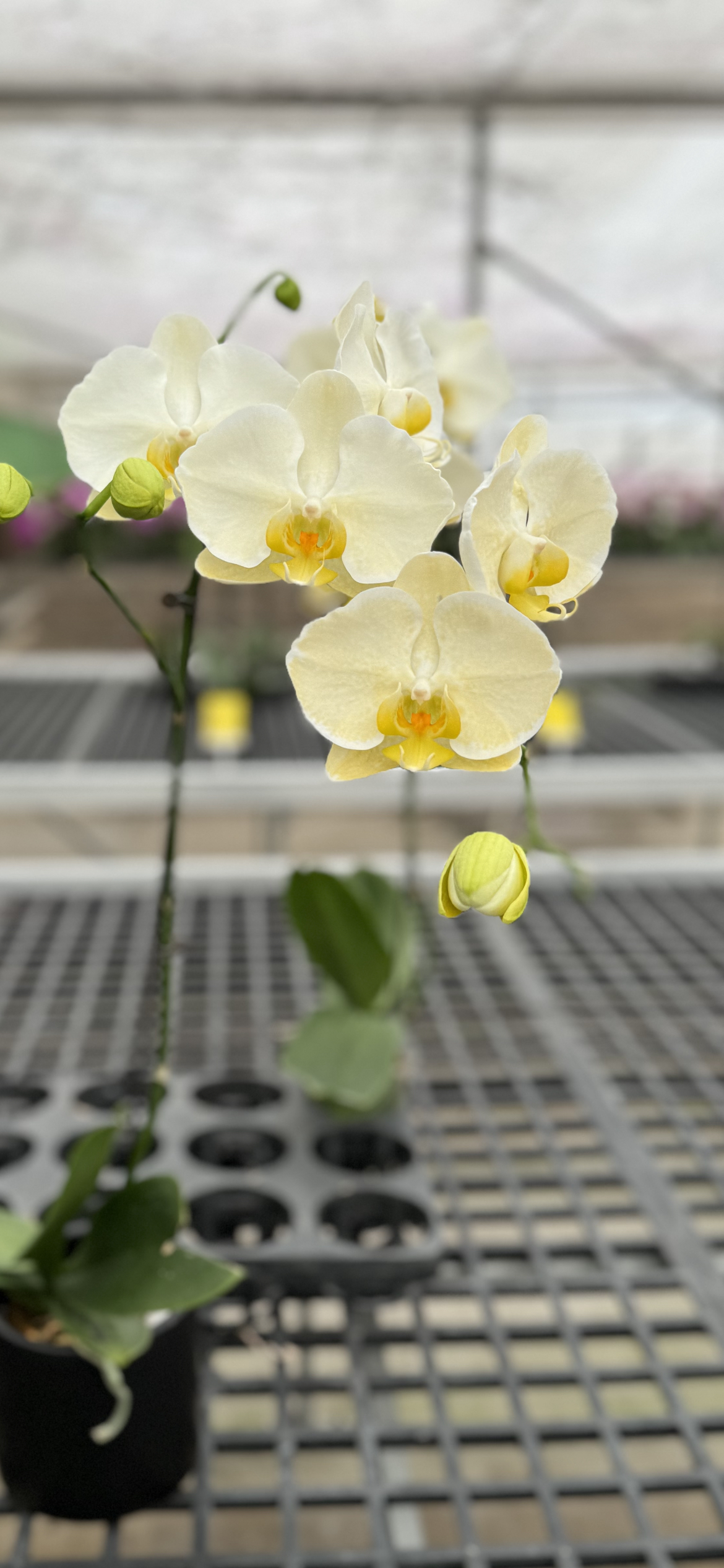 和鸣金边蕾丝蝴蝶兰无花剑室内绿植盆栽花期长优选