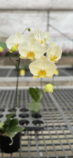 和鸣金边蕾丝蝴蝶兰室内绿植盆栽花期长优选