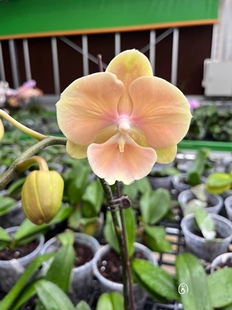 3.5寸黄袍苗大舌头蝴蝶兰趣味绿植盆栽花期优选