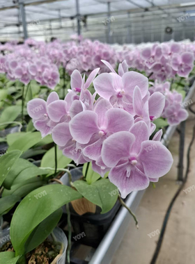 紫玉甜心趣味蓝色系蝴蝶兰大舌头2.5寸杯苗室内鲜花绿植盆栽花卉