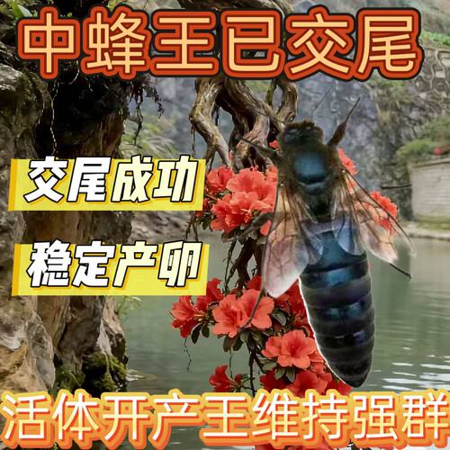 【优质中蜂】蜂王蜜蜂蜂王中蜂新开产王蜂场直销蜜蜂种王品质卓越