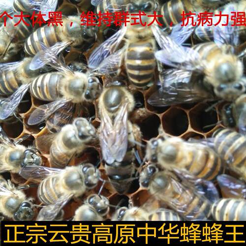 云贵高原中华蜂种王 蜂王 中蜂王 中蜂种王高产蜂王 黑蜂王