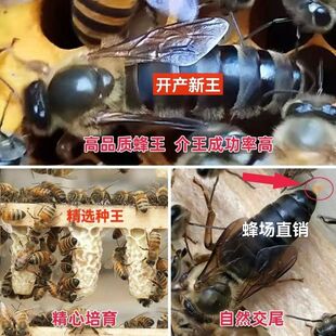 四川蜂王阿坝中蜂开产王纯正宗种王广西土蜂优质广东蜜蜂王产卵王