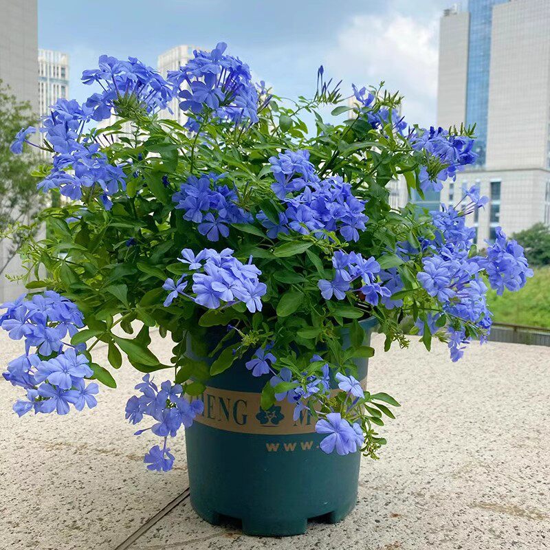 耐热爬藤花卉阳台盆栽大苗绿植