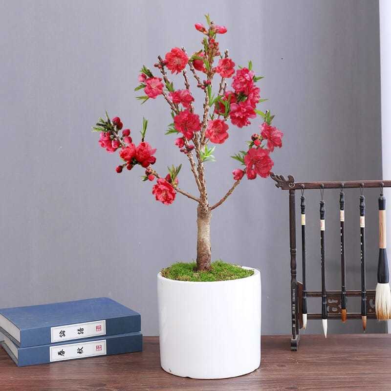 寿星桃苗重瓣桃花寿心桃盆栽桃树苗寿星桃盆景带花苞耐寒植物