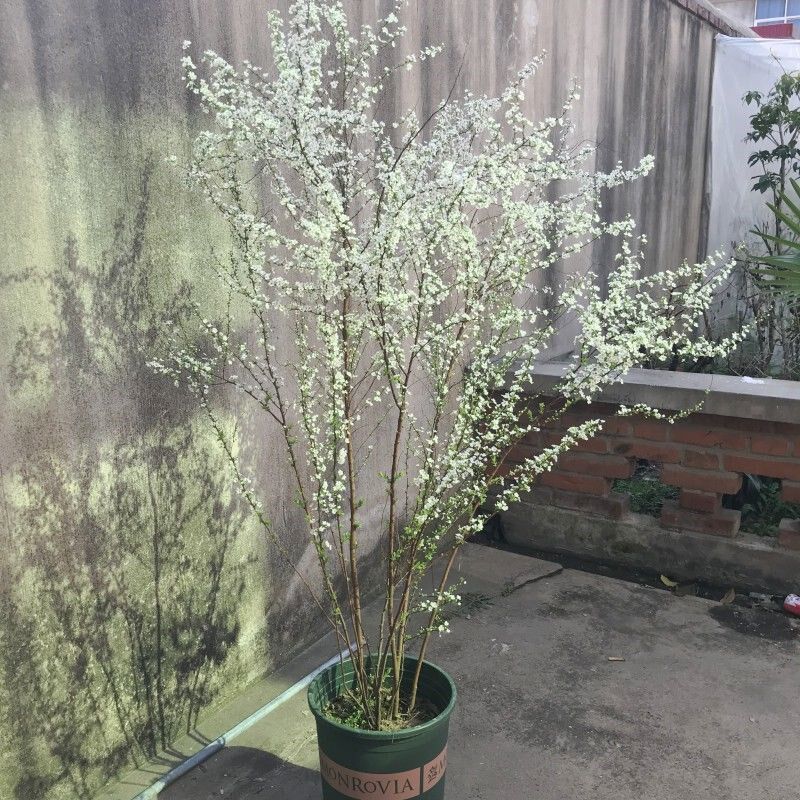 喷雪花苗阳台观花盆栽重瓣珍珠梅大苗多花雪柳耐寒花卉室外绿植物