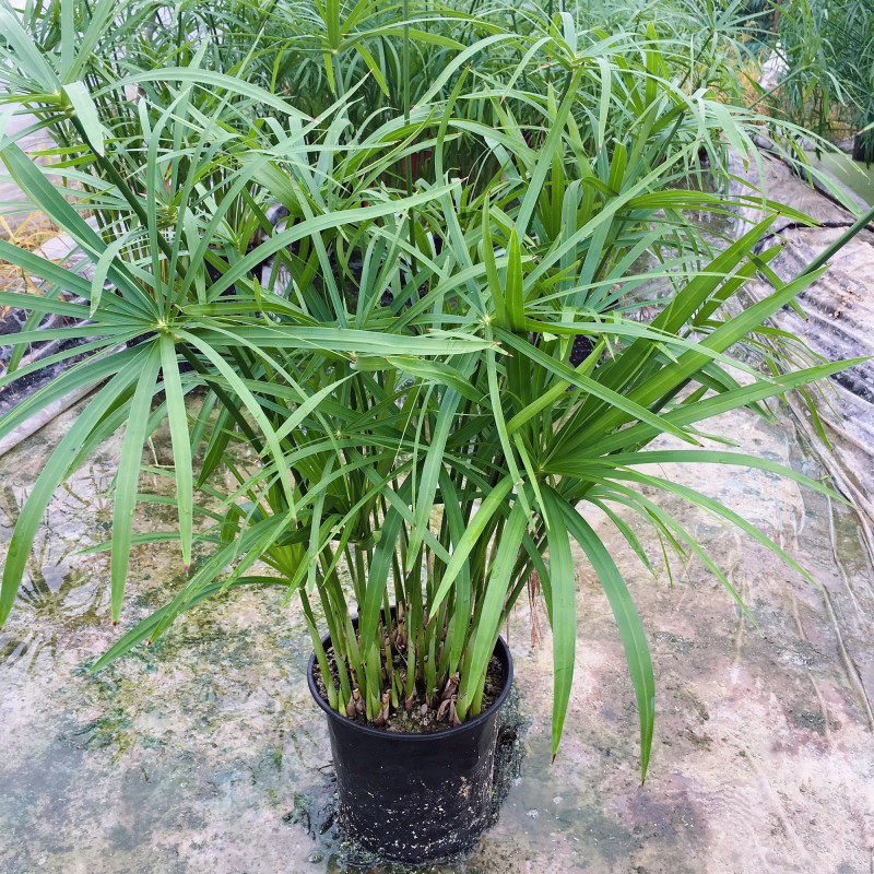 水生水培植物龟水竹盆栽水棕竹鱼缸水池塘旱伞草风车草苗四季常青