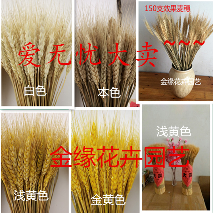 真麦穗干花花束开业大麦田园装饰礼品礼盒拍摄道具干花真花麦子