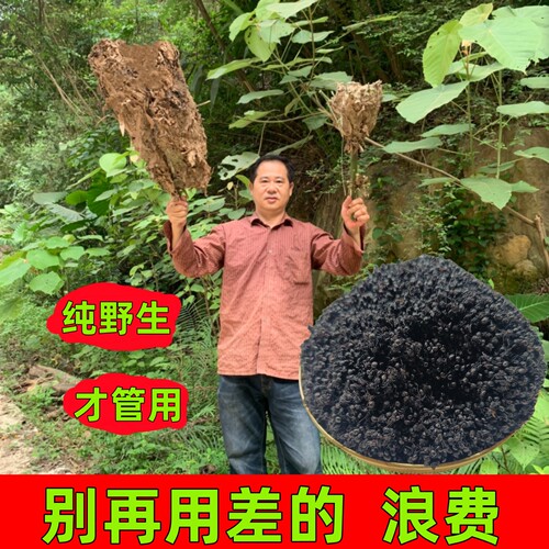 纯野生大黑蚂蚁干无添加250克