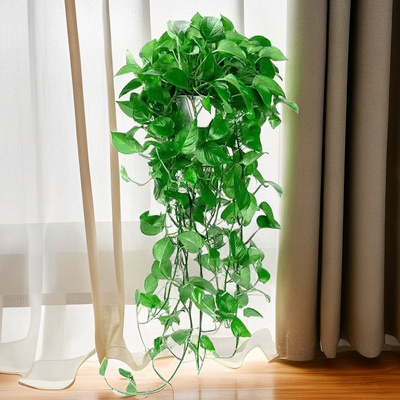 长藤绿萝盆栽新房客厅净化空气