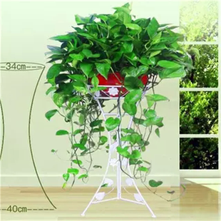 大叶绿萝盆栽室内长藤垂吊植物大盆绿箩吊兰绿植水培花卉净化空气