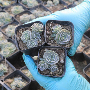 子持莲华多肉植物桌面盆栽易爆盆多侧芽景天科迷你奇趣萌物 包邮