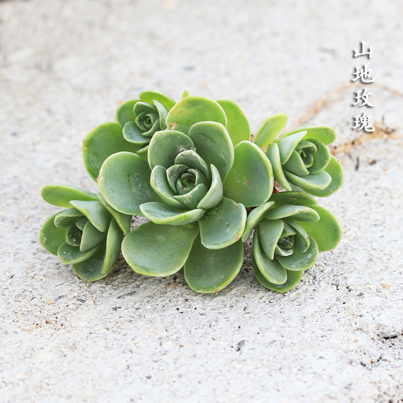 多肉植物山地玫瑰 桌面盆栽 黄金山地玫瑰 办公室盆栽 易养易培育