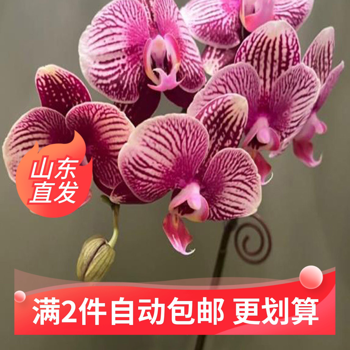 （香槟）蝴蝶兰花苗1.7寸盆栽不带花剑和花苞四季开花多花型