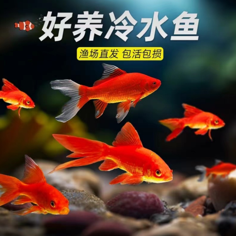 观赏鱼冷水鱼红白锦鲤耐活好养饲鱼