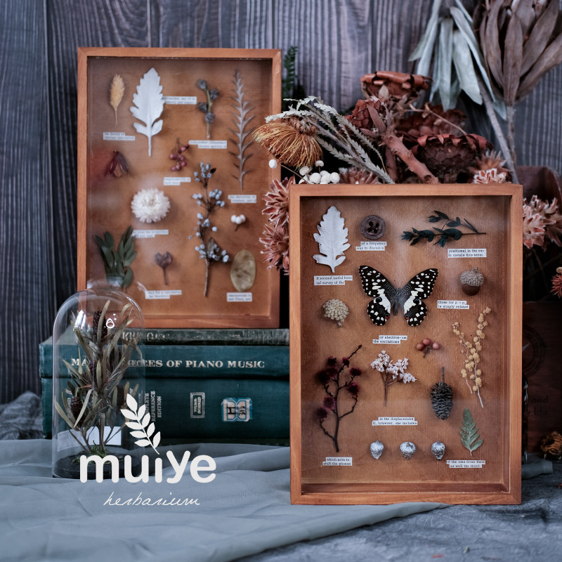 复古植物标本馆昆虫蝴蝶干花相框标本盒创意礼物送朋友老师美摆件,家居饰品,标本类装饰画,淘宝优惠券,粉丝福利购,淘宝优惠卷
