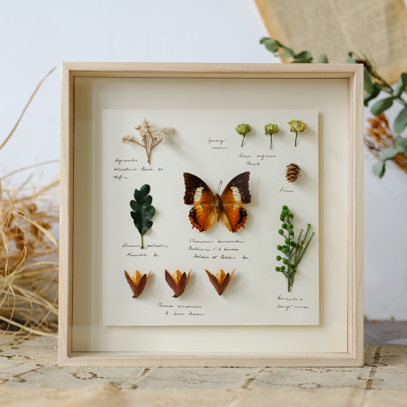 干花永生花相框礼物植物标本昆虫蝴蝶动物标本装饰挂画摆件玻璃盒图片