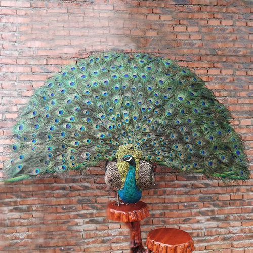 仿真白孔雀标本创意摆件