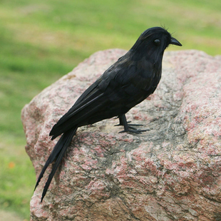 【仿真乌鸦】摆件八哥斑鸠万圣节道具仿真鸟鸦工艺品假鸟模型摆件