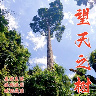 珍稀名贵树苗望天树 速生风景别墅庭院种植绿化树 西双版纳州景点