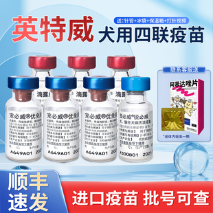 英特威四联犬用4联防疫疫苗狗四联疫苗犬瘟细小防疫成犬疫苗单针