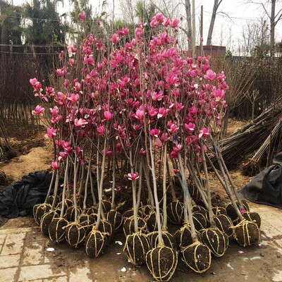 紫玉兰树苗盆栽花卉大型室外别墅庭院绿化地栽耐寒四季红黄白玉兰