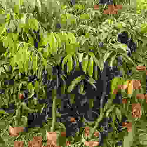 广州仙进逢荔枝苗营养袋包成活