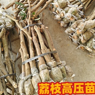 广州发货荔枝高压树苗圈枝苗仙进奉桂味荔枝果苗第一代纯正品种