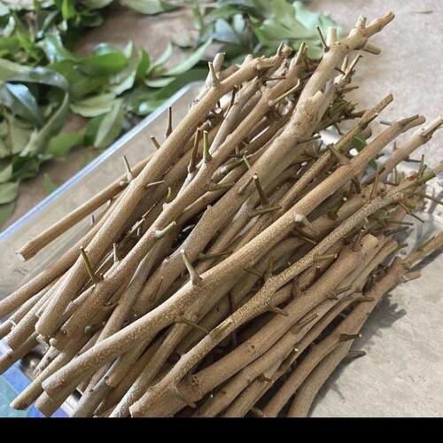 广州发货荔枝接穗嫁接枝条改良