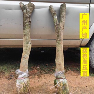 广州桂味荔枝树苗高压圈枝大树果苗糯米滋无核带土特大庭院别墅
