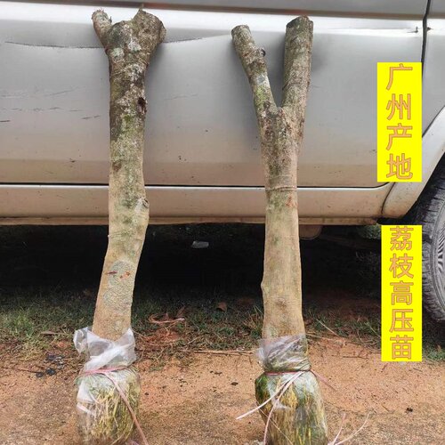 荔枝高压圈枝带土无核广州