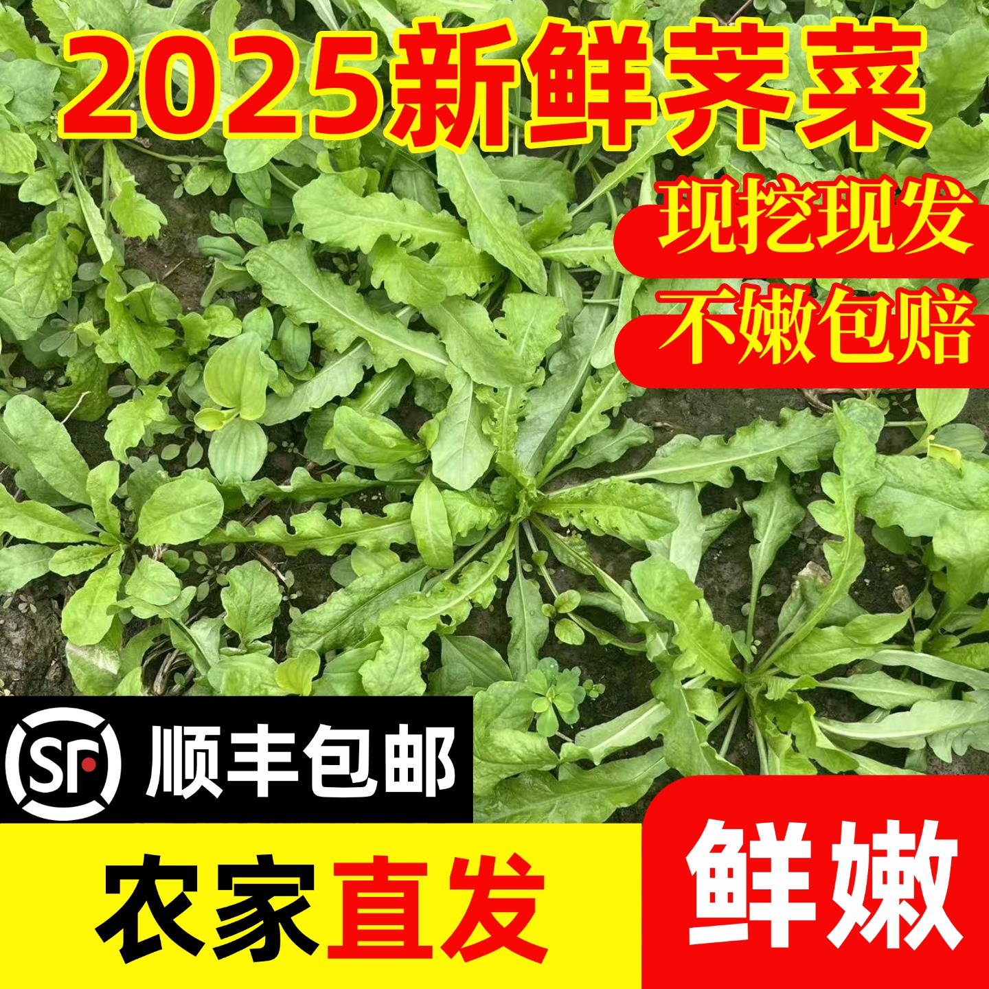 荠菜新鲜野生现挖现发顺丰包邮野菜大叶荠荠菜混沌本地芥菜商用