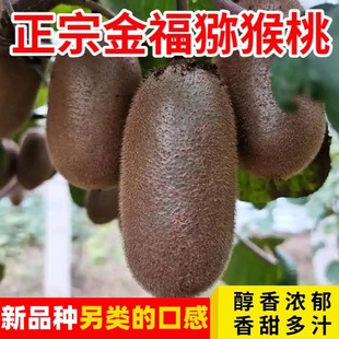 陕西周至金福猕猴桃5斤奇异果新鲜当季孕妇水果绿心5斤装弥猴桃