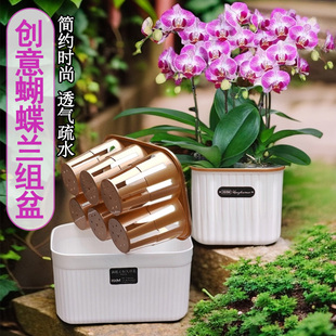 简约耐用蝴蝶兰专用组盆 桌面摆设2.5寸兰花盆小盆栽多孔方形花钵