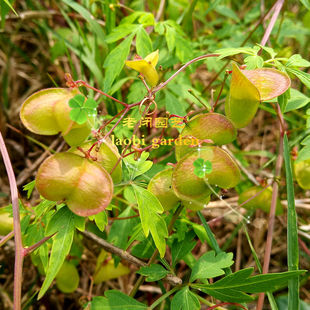 倒地铃 风船葛 心豆藤 三角泡 植物标本装饰科普展示手工环创diy