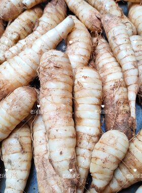 东京薯 竹芋 冬粉薯 冬笋薯