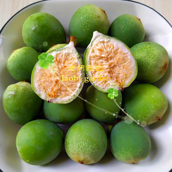 凉粉果种子苗 薜荔木莲冰粉籽爱玉冻 庭院墙面绿化植物 满包邮