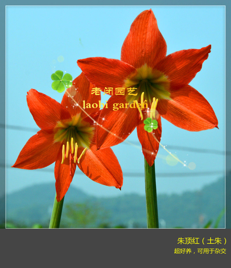 朱顶红种球 原生土朱球根花卉植物阳台盆栽 群开很美 满包邮