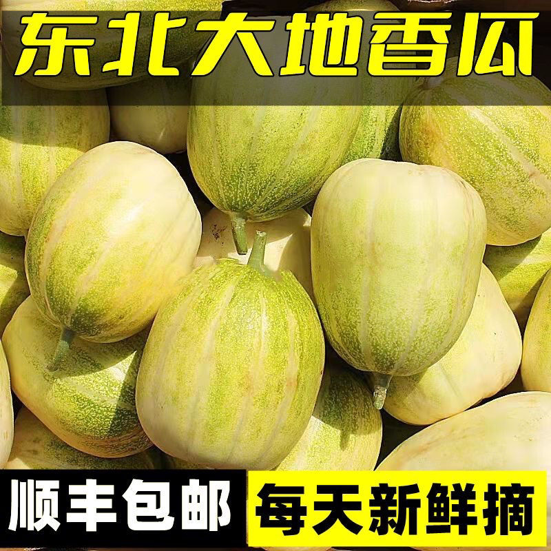 东北甜瓜正宗新鲜水果香瓜蜜瓜羊角蜜罐甜瓜脆甜顺丰包邮整箱发货